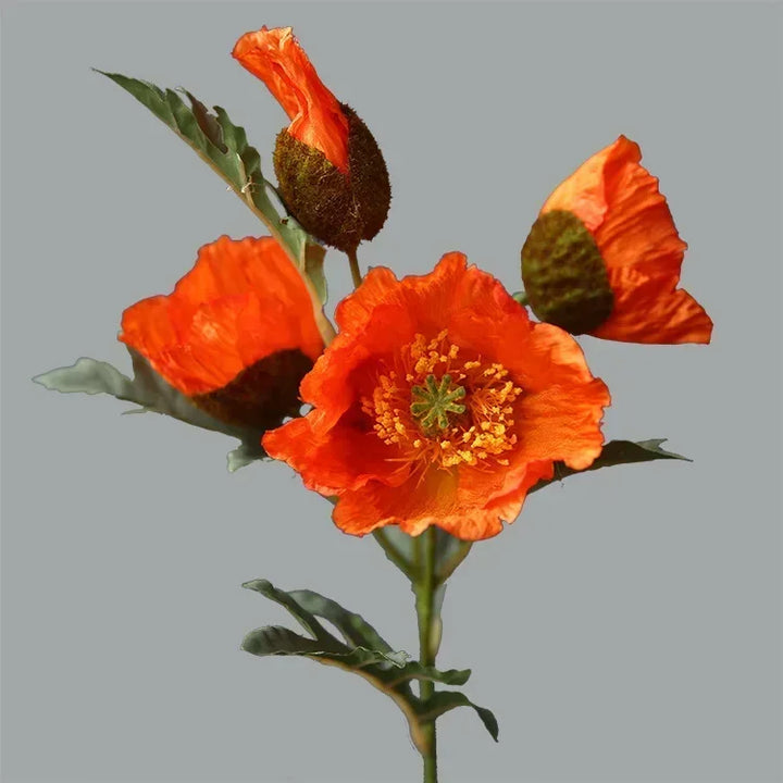 Multi Bloom Poppy Flower