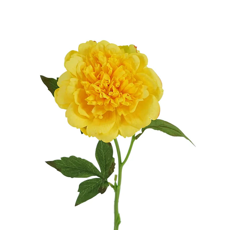 Full Bloom Peony Flowers