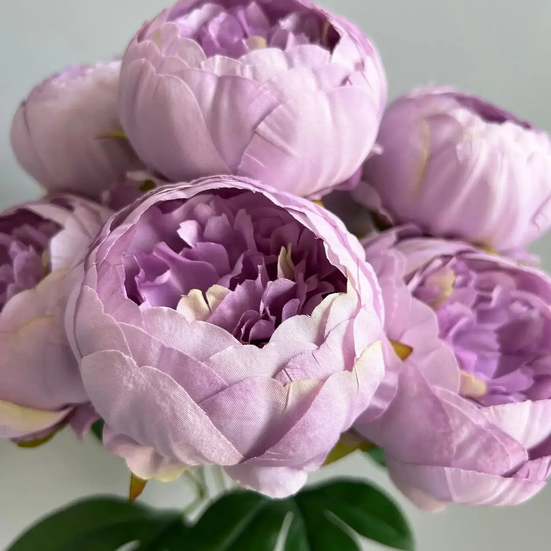 7 Large Peony Bloom Bundle