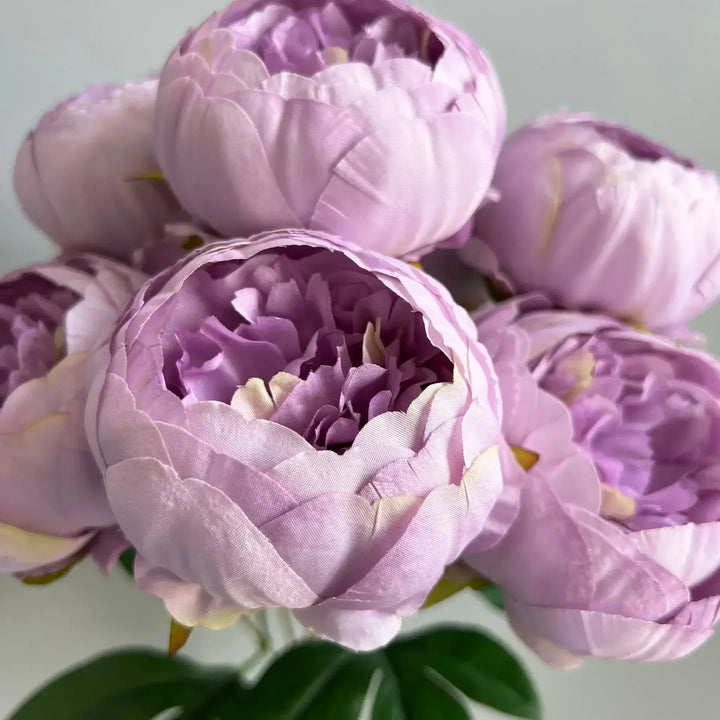 7 Large Peony Bloom Bundle