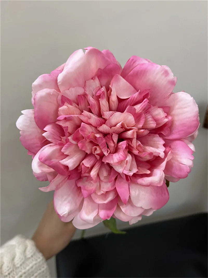 Full Bloom Peony Flowers