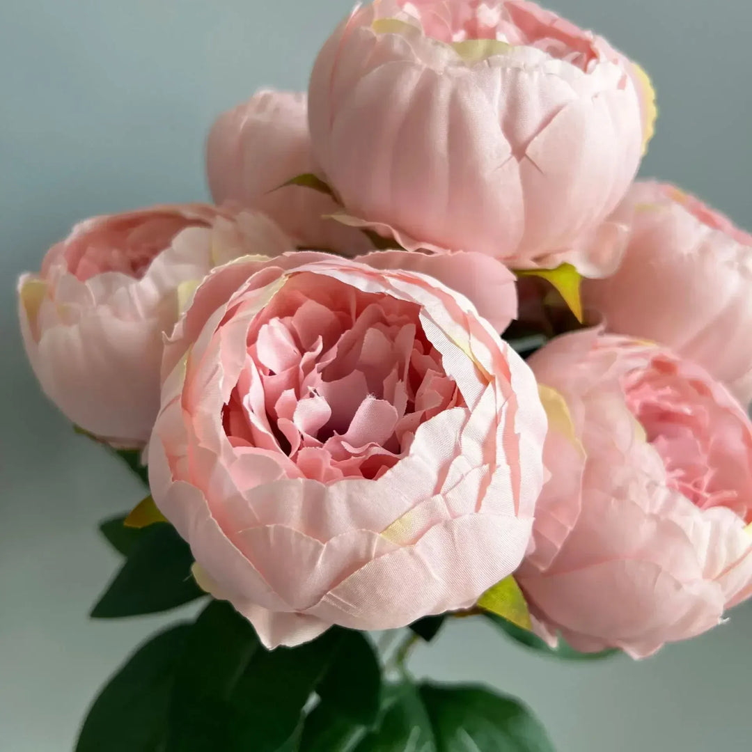 7 Large Peony Bloom Bundle