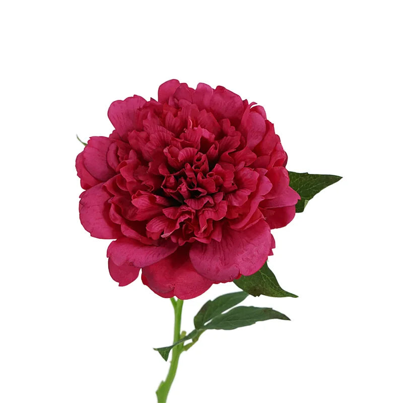 Full Bloom Peony Flowers