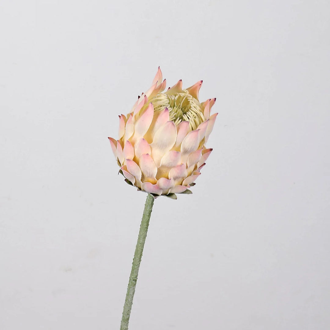 Klara 25 Inch Artificial King Protea Flower