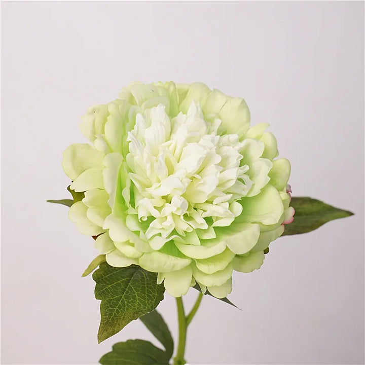 Full Bloom Peony Flowers