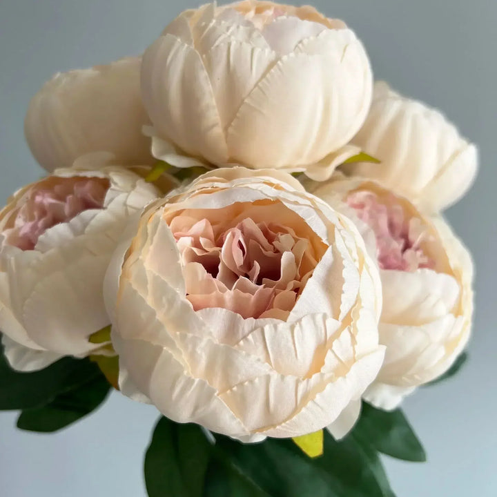 7 Large Peony Bloom Bundle